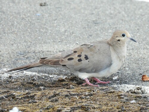 Zenaida huilota (Zenaida macroura)
