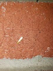 Alloperlini