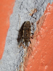 Dieuches discoguttatus