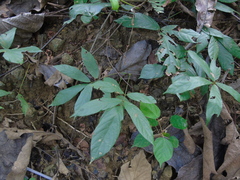 Millettieae