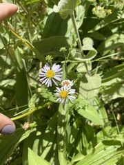 Symphyotrichum greatae