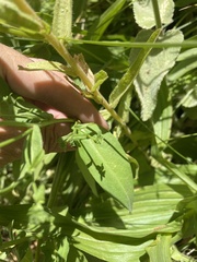 Symphyotrichum greatae