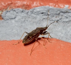 Dieuches discoguttatus