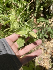 Erythranthe cardinalis