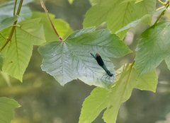 Calopteryx splendens