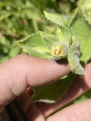 Erythranthe cardinalis