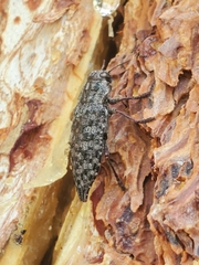 Chalcophora angulicollis