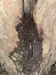 Limax maximus