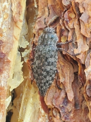 Chalcophora angulicollis