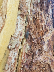 Chalcophora angulicollis