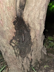 Limax maximus
