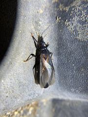 Triatoma protracta