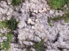 Chamberlainium tumidum