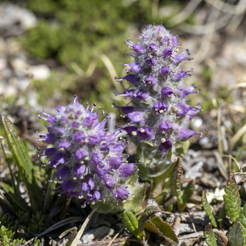 Synthyris alpina A.Gray