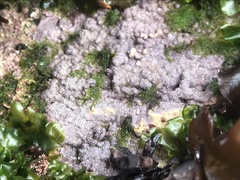 Chamberlainium tumidum