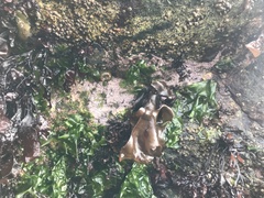 Chamberlainium tumidum