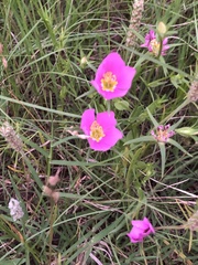 Sabatia campestris