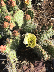 Opuntia polyacantha polyacantha