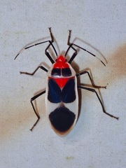 Physopelta albofasciata