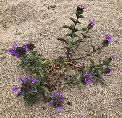 Monardella sinuata
