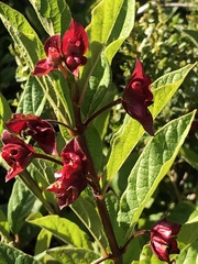 Cestrum elegans