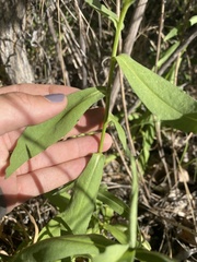 Symphyotrichum greatae