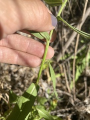 Symphyotrichum greatae
