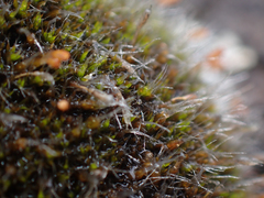 Coscinodon calyptratus