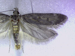 Filatima abactella