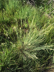 Poa fendleriana