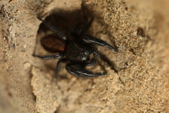 Phidippus johnsoni