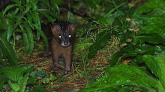 Mustela sibirica