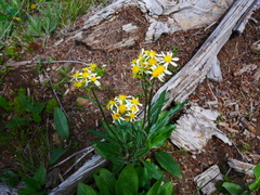 Senecio integerrimus ochroleucus