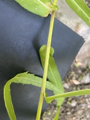 Symphyotrichum greatae