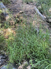 Symphyotrichum greatae