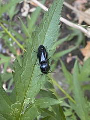 Melanactes densus