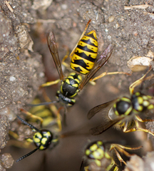 Vespula vulgaris