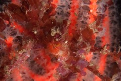 Macropodia falcifera