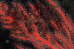 Macropodia falcifera