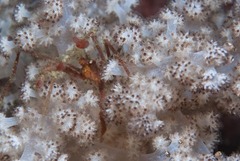 Macropodia falcifera