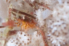 Macropodia falcifera