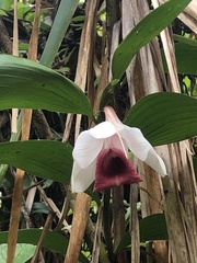 Sobralia helleri