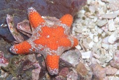 Callopatiria formosa