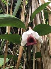 Sobralia helleri