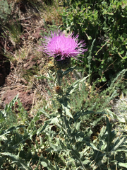 Cirsium undulatum