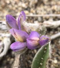 Lupinus tidestromii