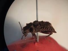 Syrphetodes marginatus
