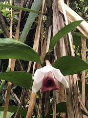 Sobralia helleri