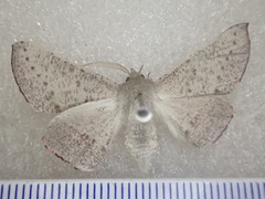 Oenochroma subustaria