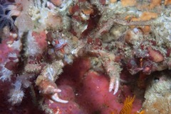 Achaeopsis spinulosa